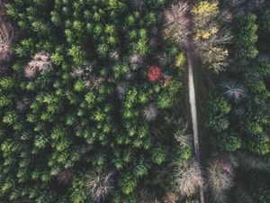 Preview wallpaper forest, road, aerial view, trees, treetops