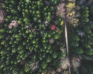 Preview wallpaper forest, road, aerial view, trees, treetops