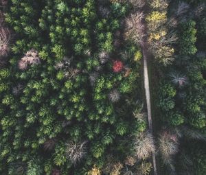 Preview wallpaper forest, road, aerial view, trees, treetops