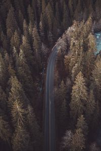 Preview wallpaper forest, road, aerial view, pines, trees, treetops