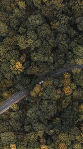 Preview wallpaper forest, road, aerial view, trees, treetops, car