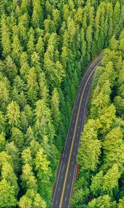 Preview wallpaper forest, road, aerial view, trees, pines