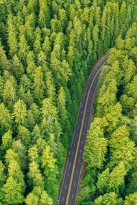 Preview wallpaper forest, road, aerial view, trees, pines