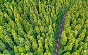 Preview wallpaper forest, road, aerial view, trees, pines