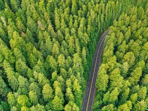 Preview wallpaper forest, road, aerial view, trees, pines