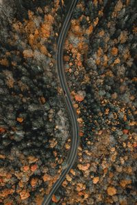 Preview wallpaper forest, road, aerial view, winding, nature