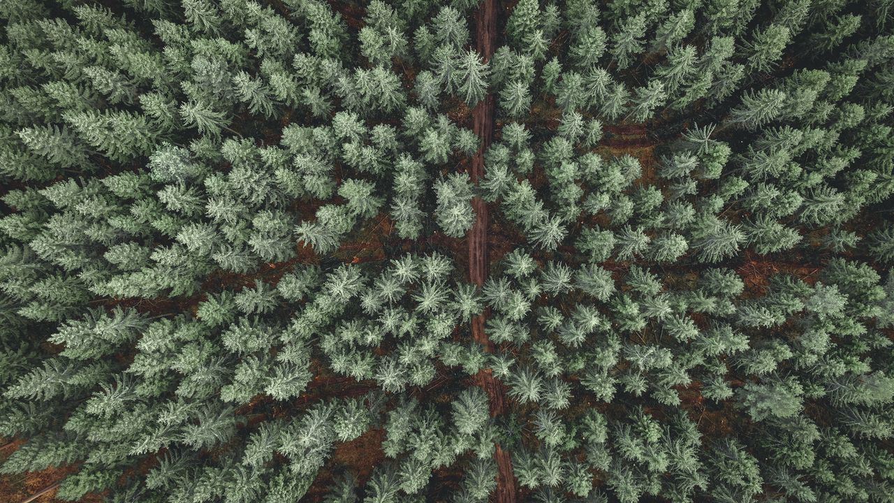 Wallpaper forest, road, aerial view, pine trees, treetops