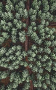 Preview wallpaper forest, road, aerial view, pine trees, treetops