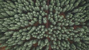 Preview wallpaper forest, road, aerial view, pine trees, treetops