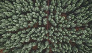 Preview wallpaper forest, road, aerial view, pine trees, treetops