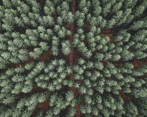 Preview wallpaper forest, road, aerial view, pine trees, treetops