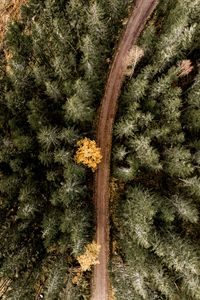 Preview wallpaper forest, road, aerial view, trees, turn