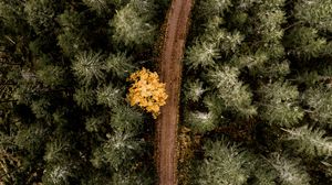 Preview wallpaper forest, road, aerial view, trees, turn