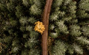 Preview wallpaper forest, road, aerial view, trees, turn