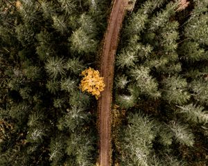 Preview wallpaper forest, road, aerial view, trees, turn