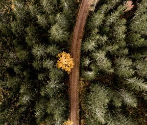 Preview wallpaper forest, road, aerial view, trees, turn