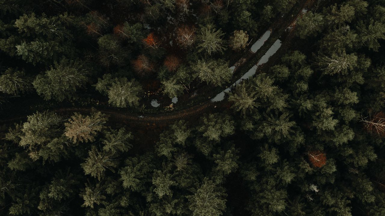 Wallpaper forest, road, aerial view, trees, puddles