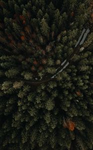 Preview wallpaper forest, road, aerial view, trees, puddles