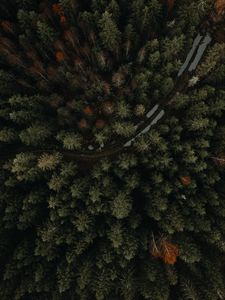 Preview wallpaper forest, road, aerial view, trees, puddles