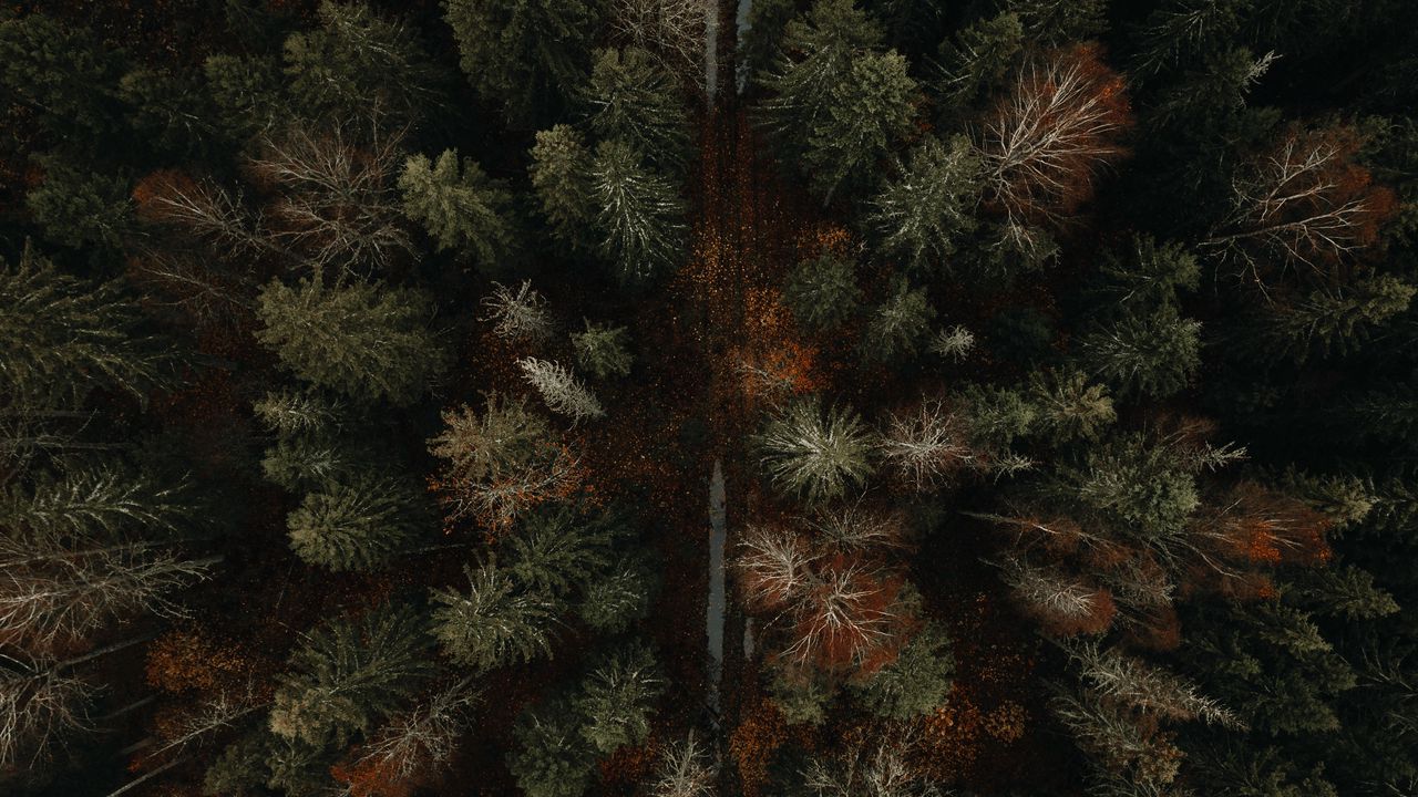 Wallpaper forest, road, aerial view, autumn