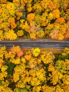 Preview wallpaper forest, road, aerial view, autumn, yellow