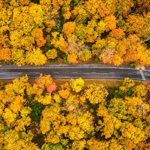 Preview wallpaper forest, road, aerial view, autumn, yellow