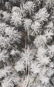 Preview wallpaper forest, road, aerial view, trees, snow, winter