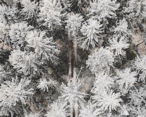 Preview wallpaper forest, road, aerial view, trees, snow, winter