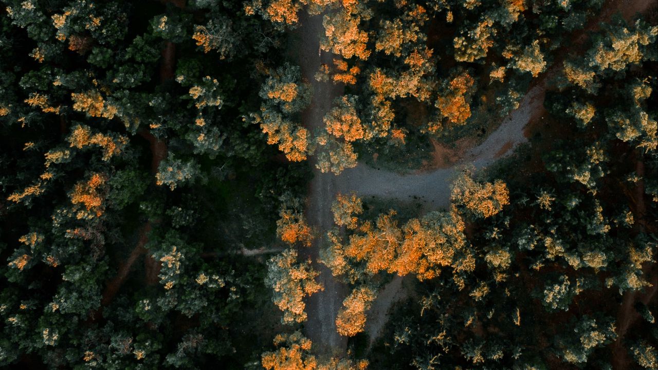 Wallpaper forest, road, aerial view, trees, height, overview