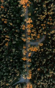 Preview wallpaper forest, road, aerial view, trees, height, overview