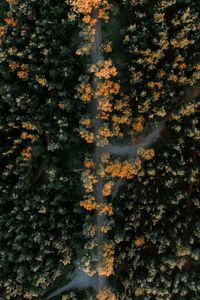 Preview wallpaper forest, road, aerial view, trees, height, overview