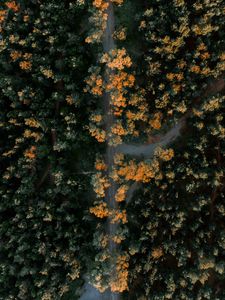 Preview wallpaper forest, road, aerial view, trees, height, overview