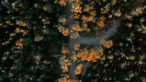 Preview wallpaper forest, road, aerial view, trees, height, overview