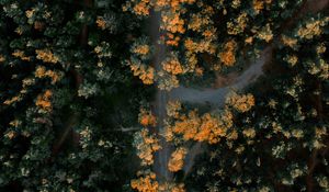 Preview wallpaper forest, road, aerial view, trees, height, overview