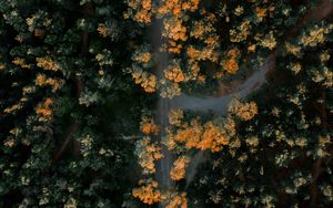 Preview wallpaper forest, road, aerial view, trees, height, overview