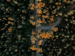 Preview wallpaper forest, road, aerial view, trees, height, overview