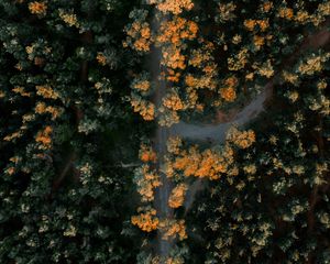 Preview wallpaper forest, road, aerial view, trees, height, overview
