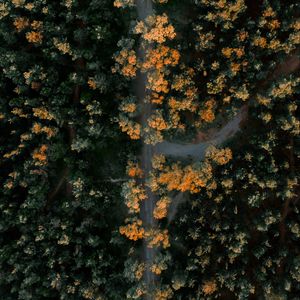 Preview wallpaper forest, road, aerial view, trees, height, overview