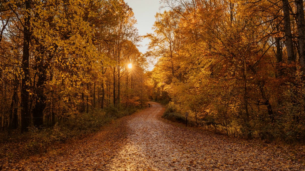 Wallpaper forest, road, autumn, trees, landscape