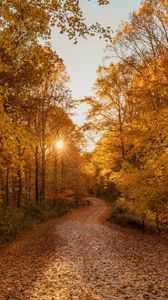 Preview wallpaper forest, road, autumn, trees, landscape