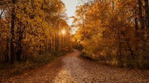 Preview wallpaper forest, road, autumn, trees, landscape