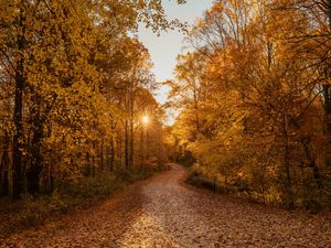 Preview wallpaper forest, road, autumn, trees, landscape