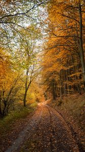 Preview wallpaper forest, road, autumn, fallen leaves, nature