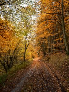 Preview wallpaper forest, road, autumn, fallen leaves, nature