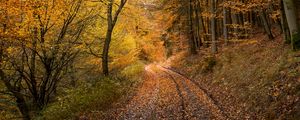 Preview wallpaper forest, road, autumn, fallen leaves, nature