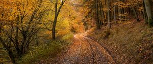 Preview wallpaper forest, road, autumn, fallen leaves, nature