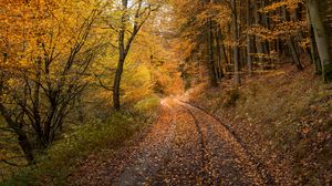 Preview wallpaper forest, road, autumn, fallen leaves, nature