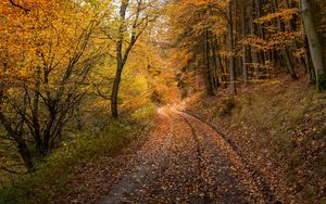 Preview wallpaper forest, road, autumn, fallen leaves, nature