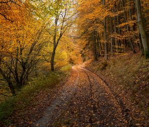 Preview wallpaper forest, road, autumn, fallen leaves, nature