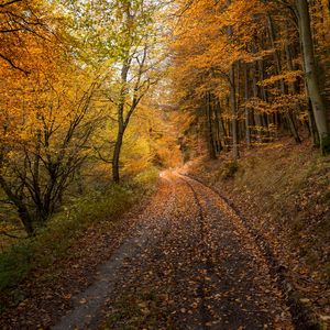 Preview wallpaper forest, road, autumn, fallen leaves, nature